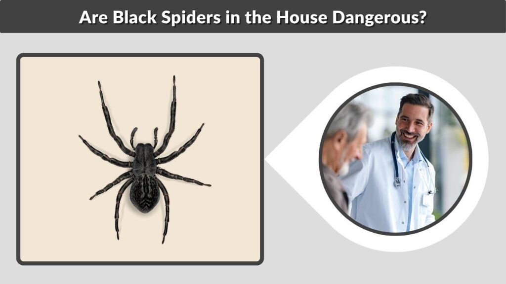 Are Black Spiders in the House Dangerous?