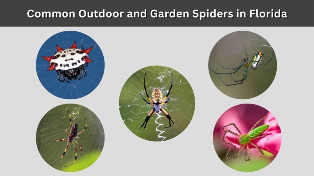 Common Outdoor and Garden Spiders in Florida