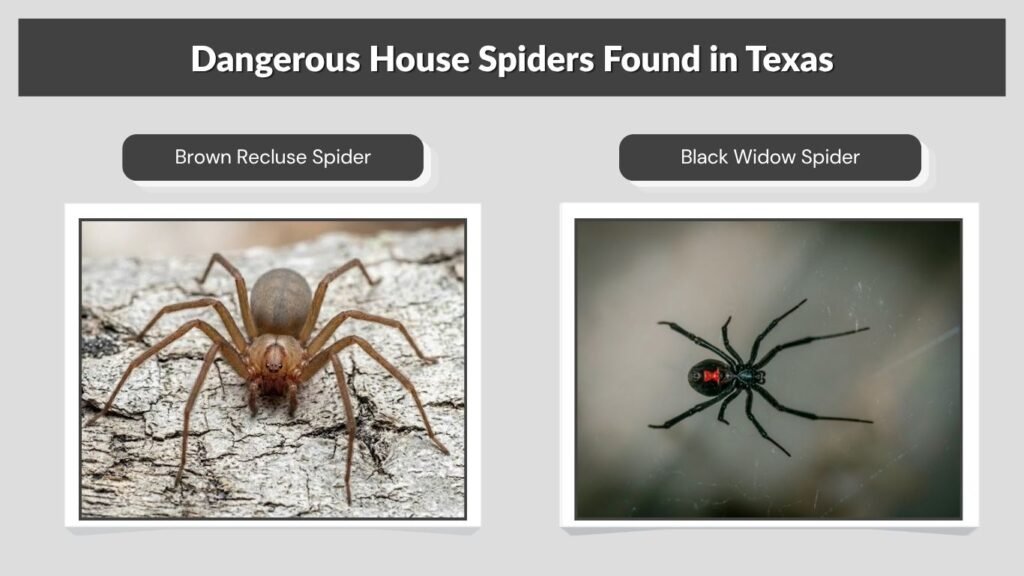 Dangerous House Spiders Found in Texas