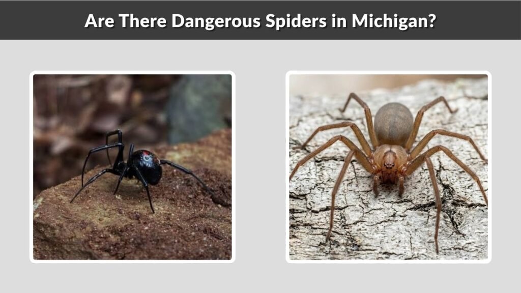 Are There Dangerous Spiders in Michigan?