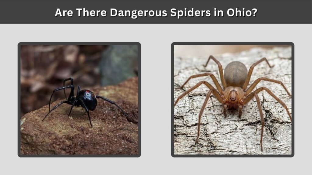 Are There Dangerous Spiders in Ohio?