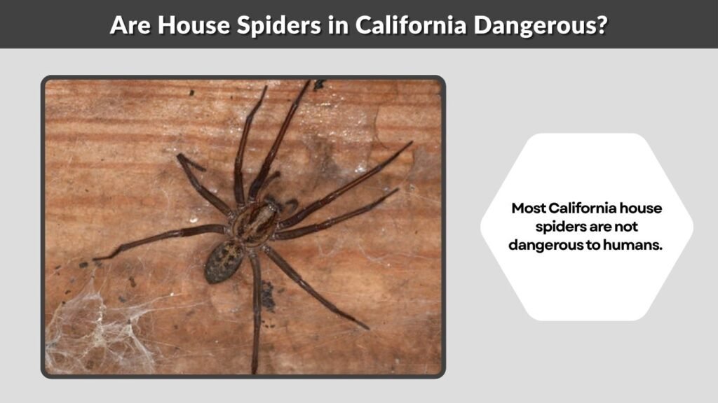 Are House Spiders in California Dangerous?