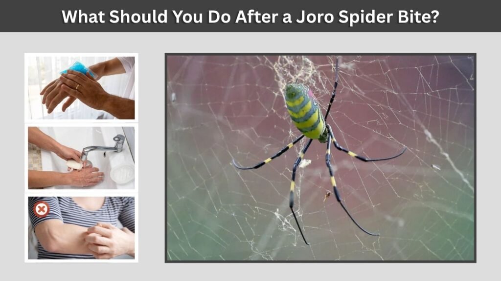 What Should You Do After a Joro Spider Bite?