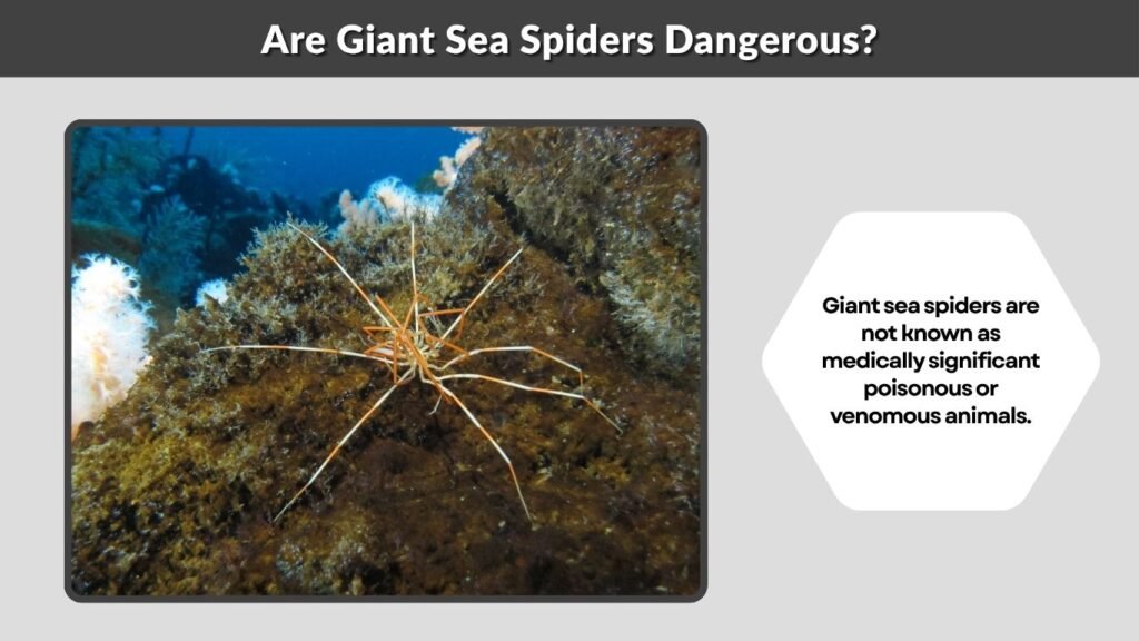 Are Giant Sea Spiders Dangerous?