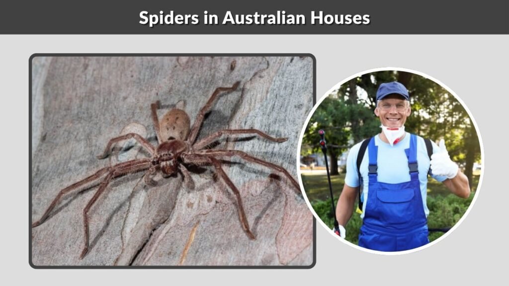 Spiders in Australian Houses