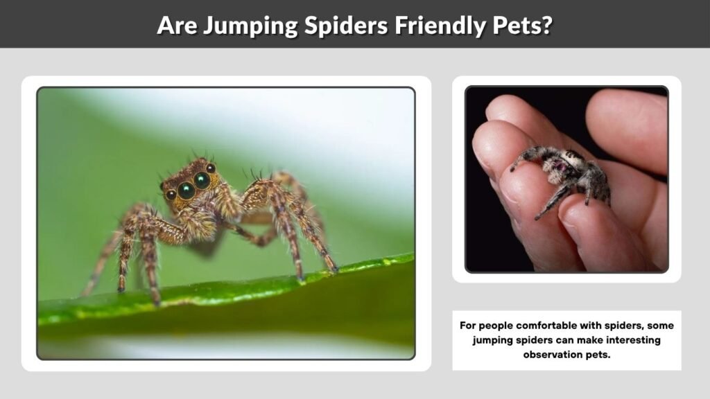 Are Jumping Spiders Friendly Pets?