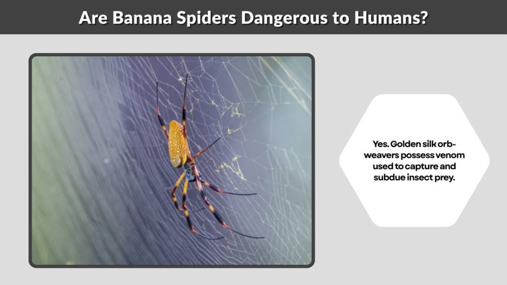 Are Banana Spiders Dangerous to Humans?
