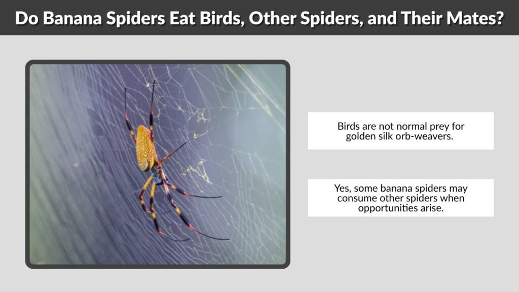 Do Banana Spiders Eat Birds, Other Spiders, and Their Mates?
