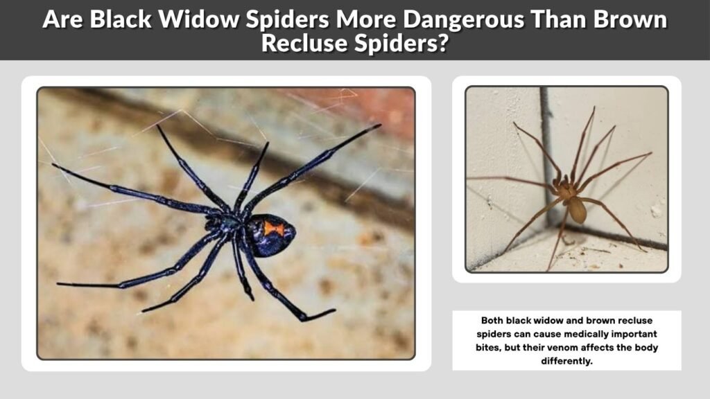 Are Black Widow Spiders More Dangerous Than Brown Recluse Spiders?
