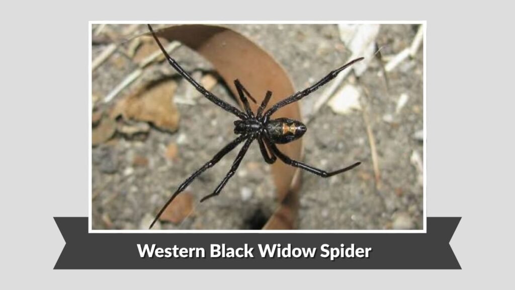 Western Black Widow Spider (Latrodectus hesperus)
