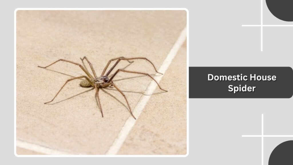 Domestic House Spider