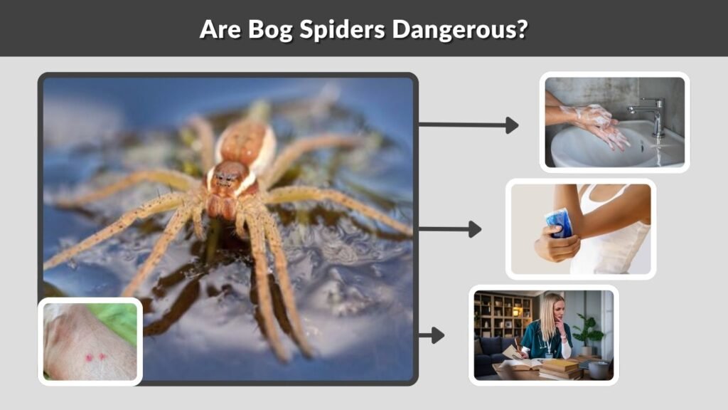 Are Bog Spiders Dangerous?