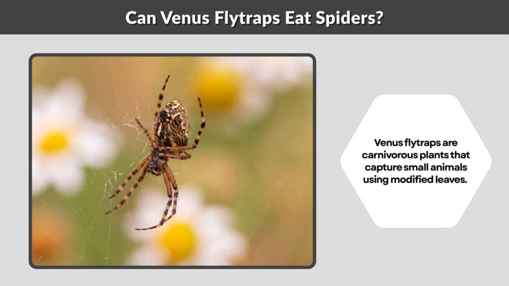 Can Venus Flytraps Eat Spiders?