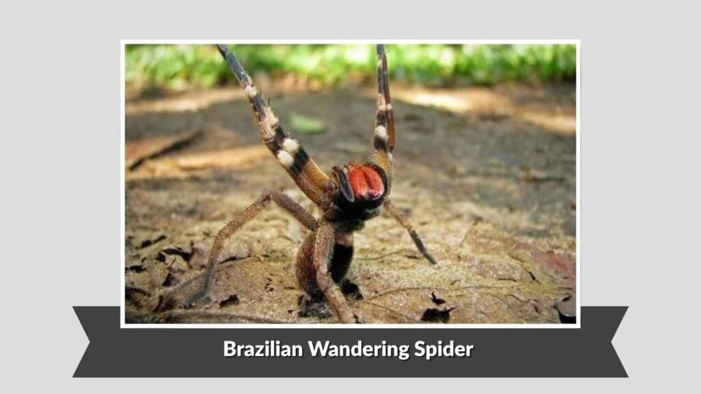 Brazilian Wandering Spider (Phoneutria spp.)
