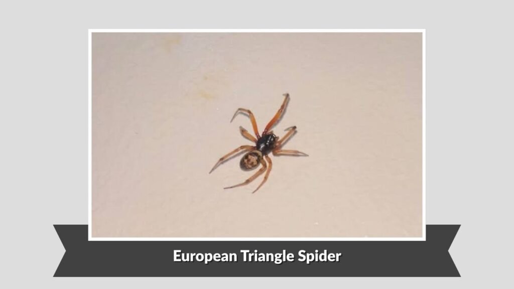 European Triangle Spider (Hyptiotes paradoxus)