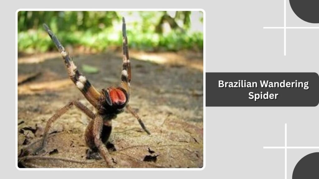 Brazilian Wandering Spider