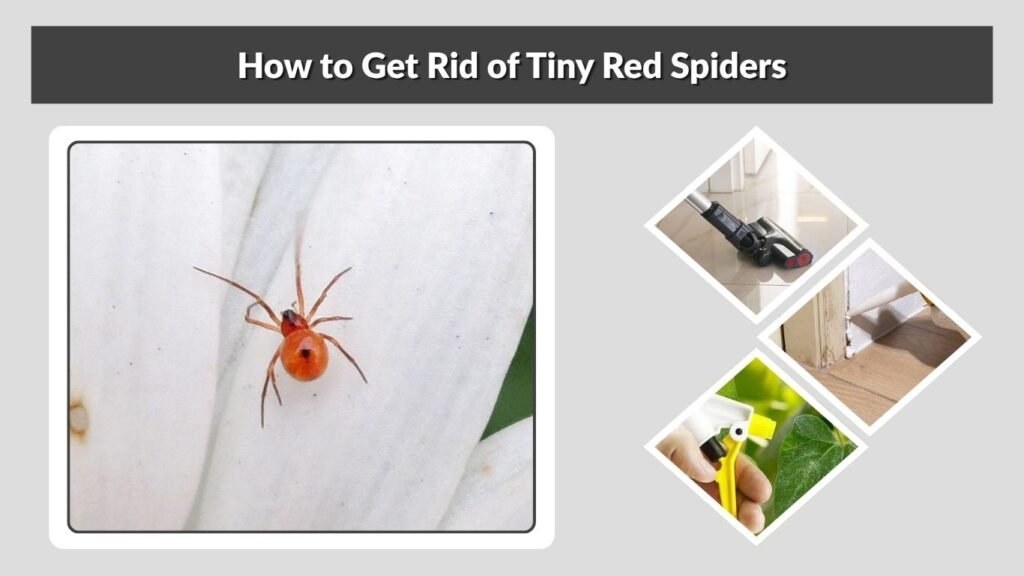 How to Get Rid of Tiny Red Spiders
