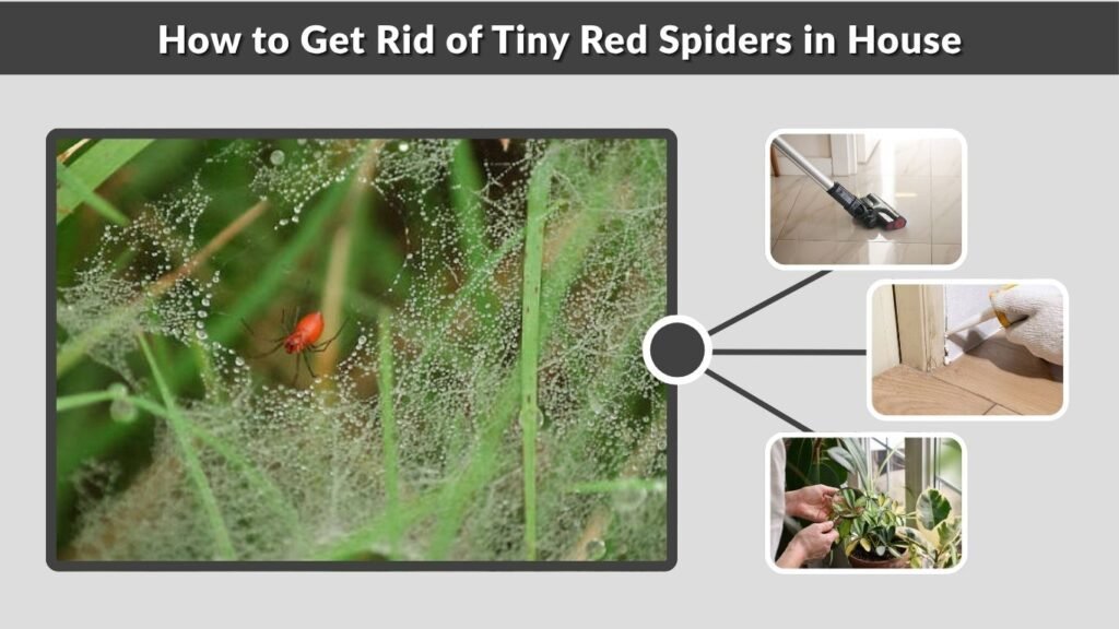 How to Get Rid of Tiny Red Spiders in House