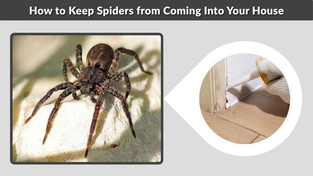 How to Keep Spiders from Coming Into Your House