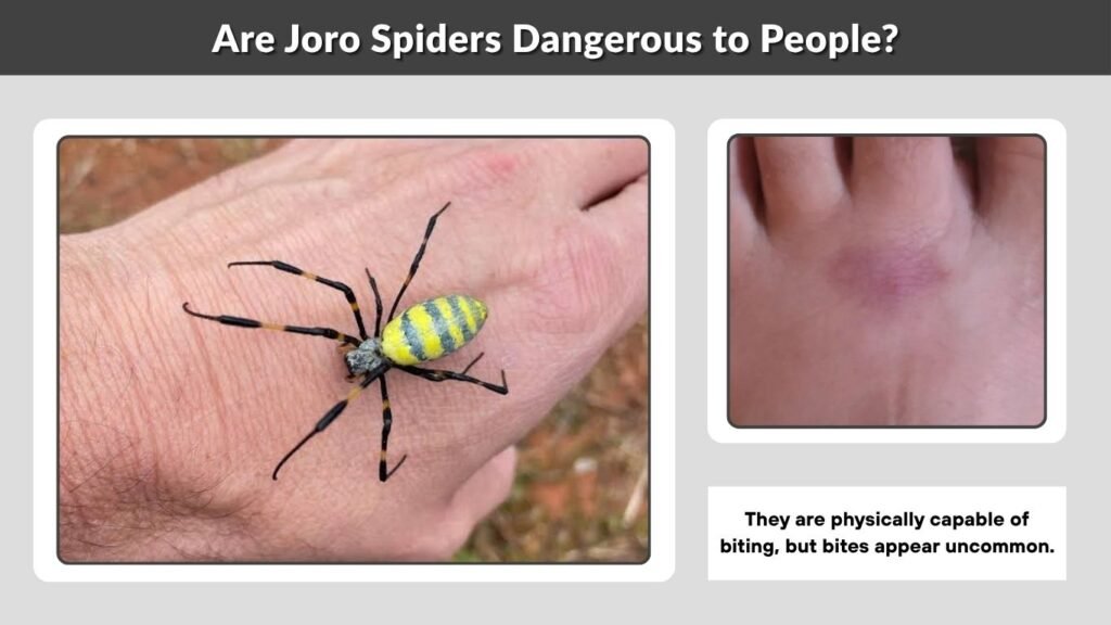 Are Joro Spiders Dangerous to People?