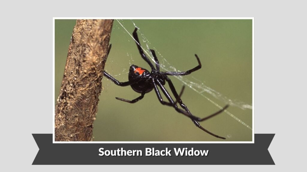 Common Venomous Spiders in Georgia