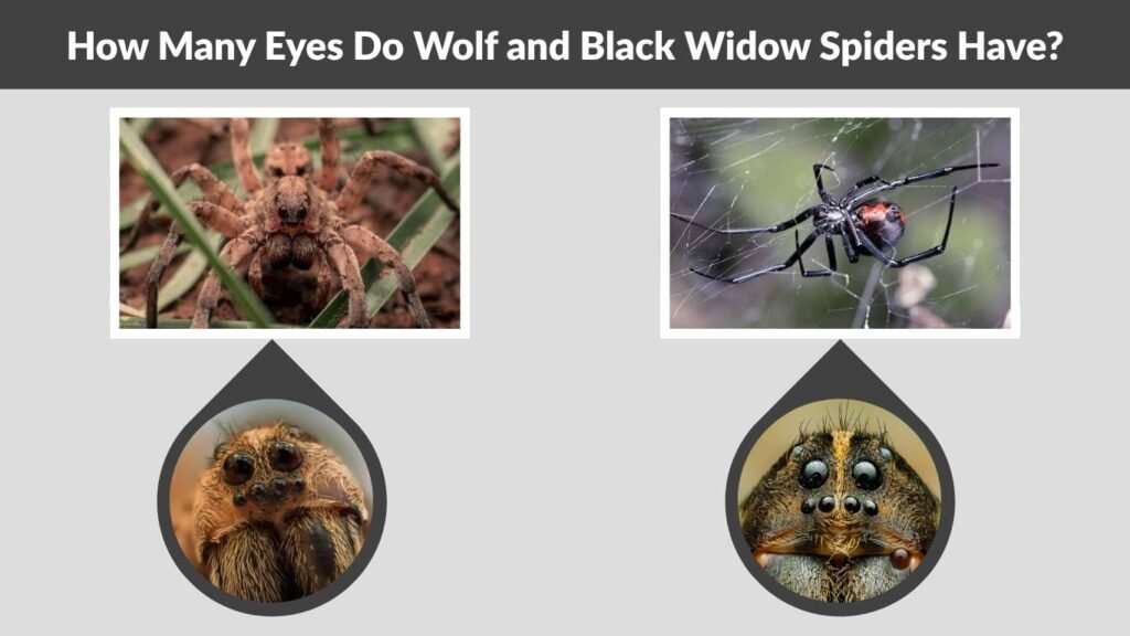 How Many Eyes Do Wolf and Black Widow Spiders Have?