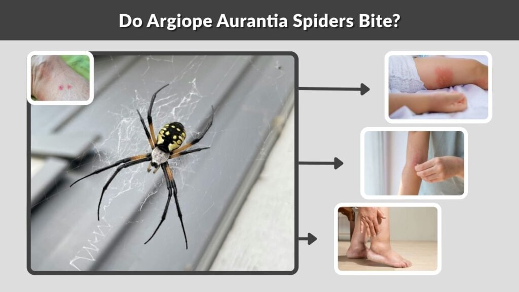 Do Argiope Aurantia Spiders Bite?