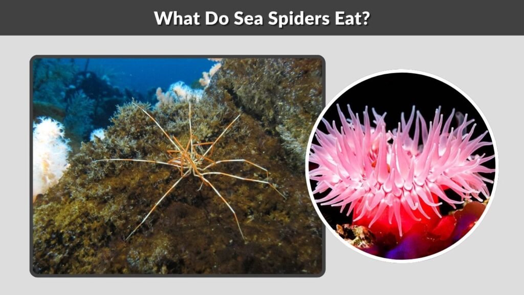 What Do Sea Spiders Eat?