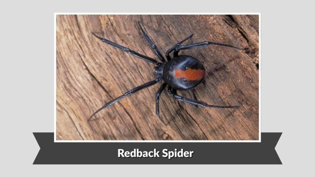 Redback Spider (Latrodectus hasselti)