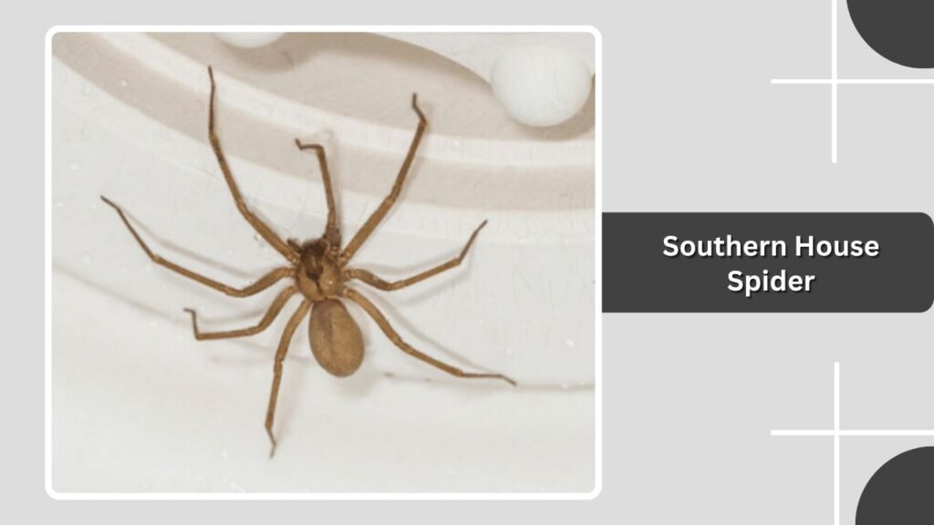 Southern House Spider