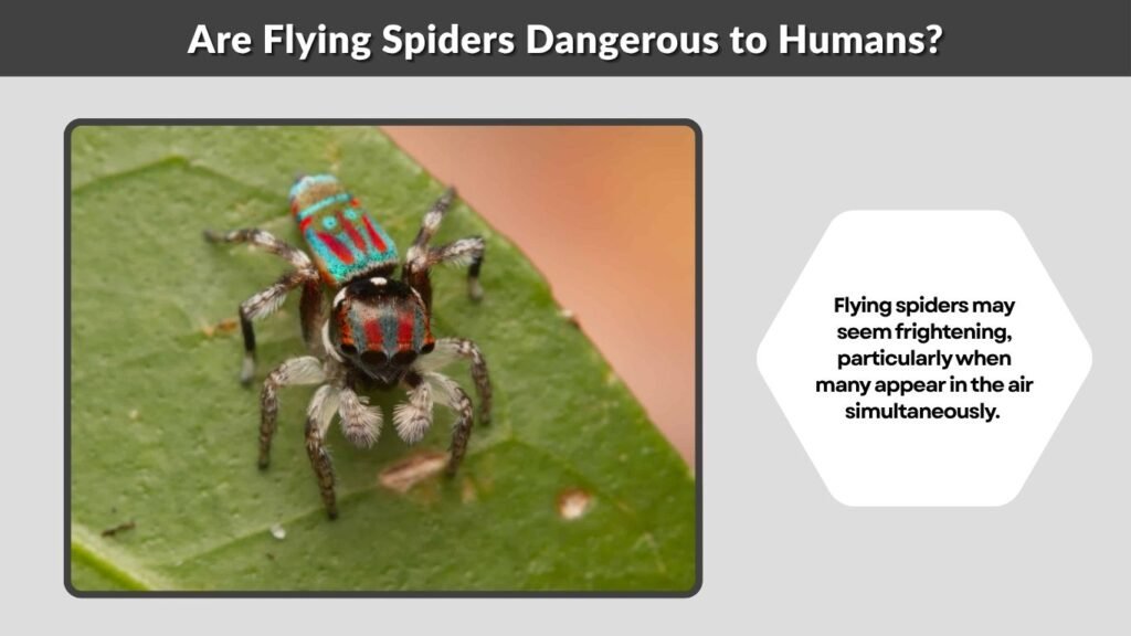 Are Flying Spiders Dangerous to Humans?