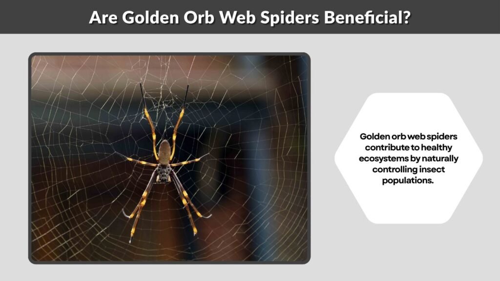 Are Golden Orb Web Spiders Beneficial?