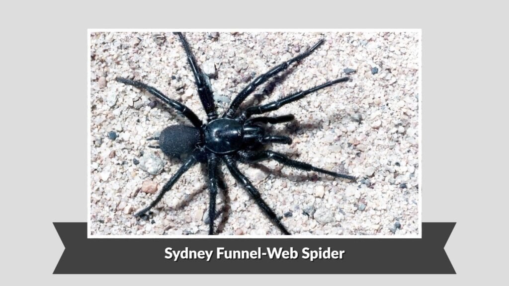 Sydney Funnel-Web Spider (Atrax robustus)