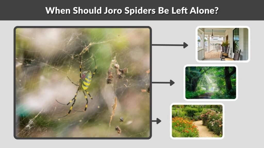 When Should Joro Spiders Be Left Alone?