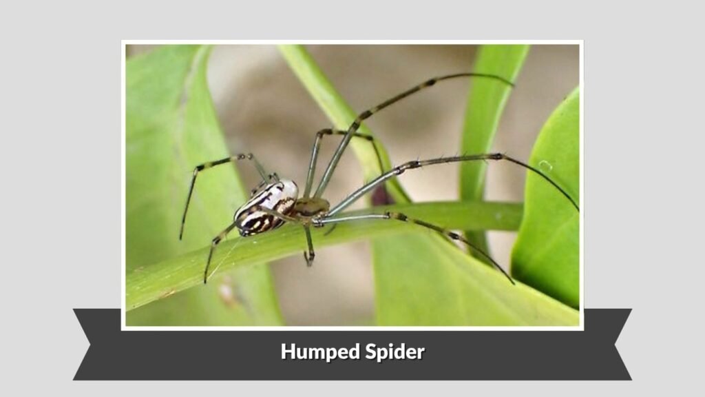 Humped Spider (Zosis geniculata)