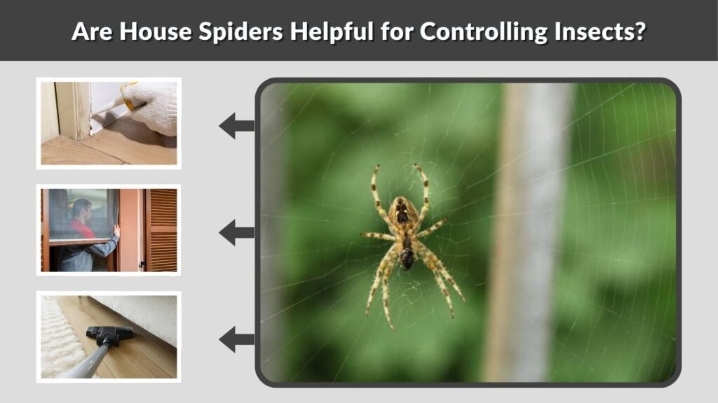 Are House Spiders Helpful for Controlling Insects?