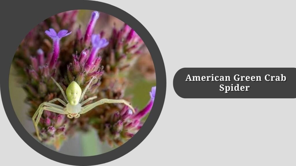 American Green Crab Spider (Misumessus oblongus)