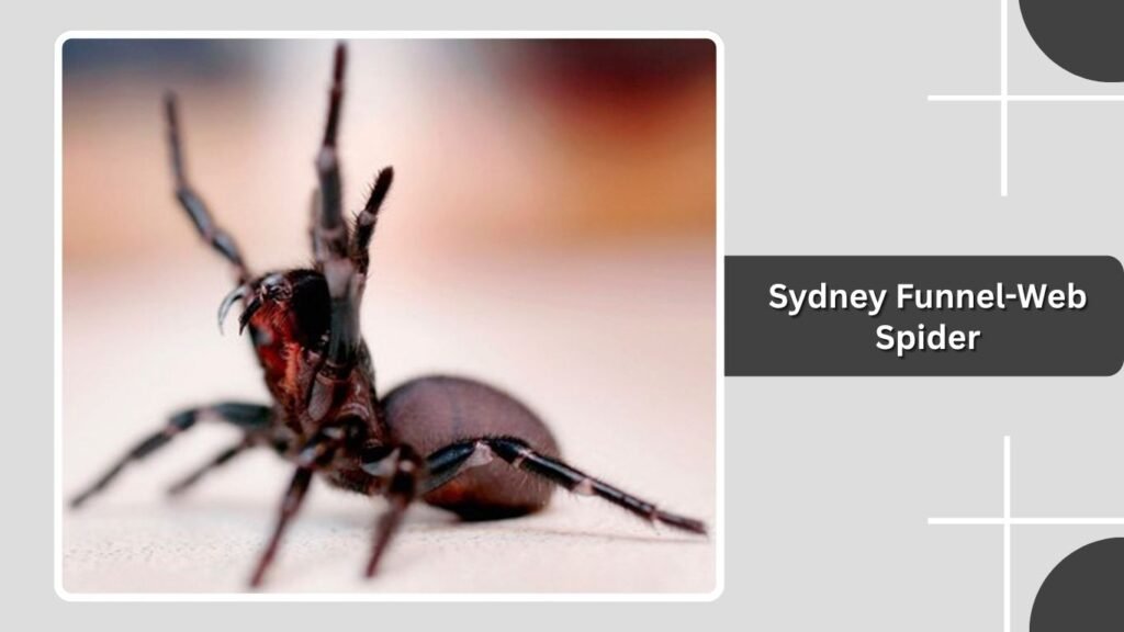 Sydney Funnel-Web Spider