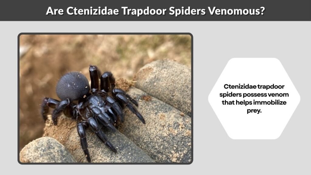 Are Ctenizidae Trapdoor Spiders Venomous?