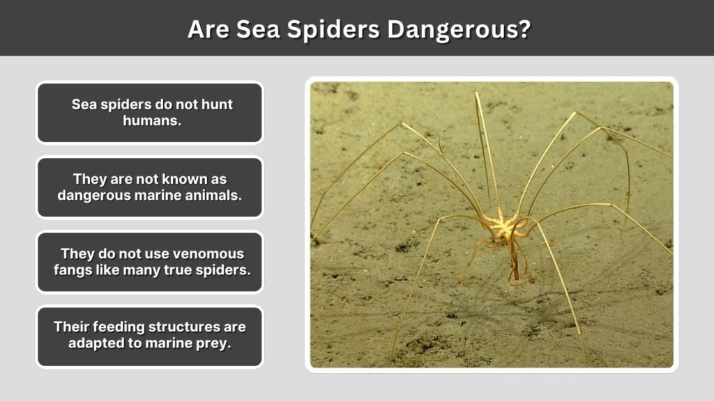 Are Sea Spiders Dangerous?