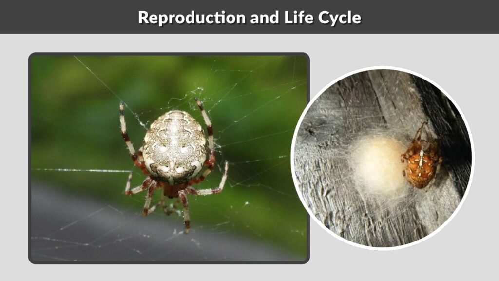 Reproduction and Life Cycle