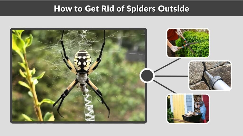 How to Get Rid of Spiders Outside