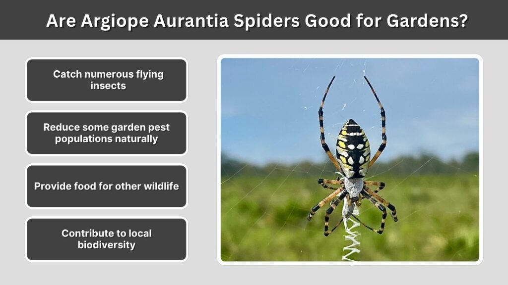 Are Argiope Aurantia Spiders Good for Gardens?
