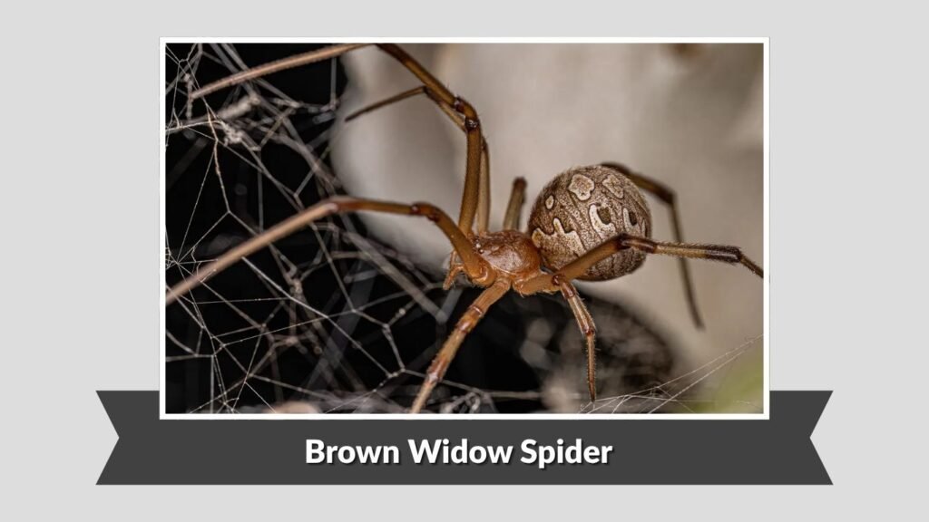 Brown Widow Spider (Latrodectus geometricus)