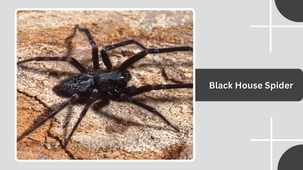 Black House Spider