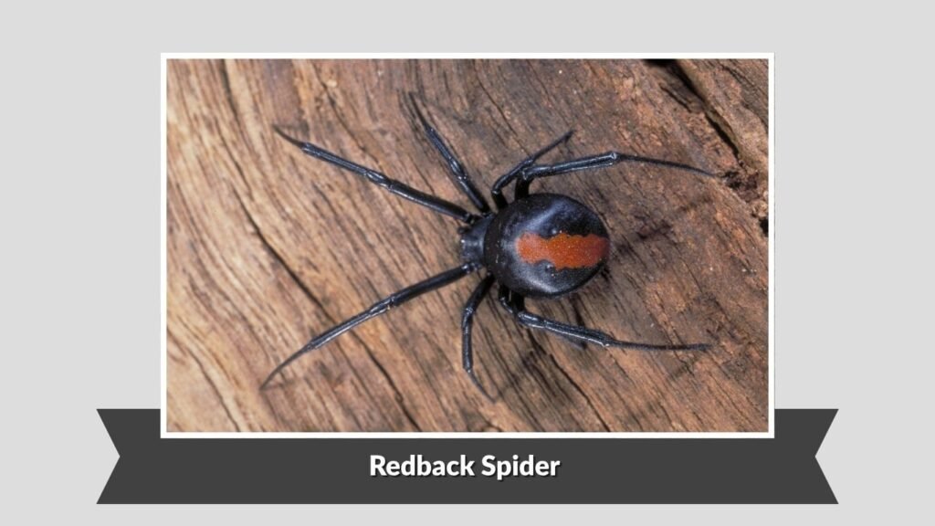Redback Spider (Latrodectus hasselti)