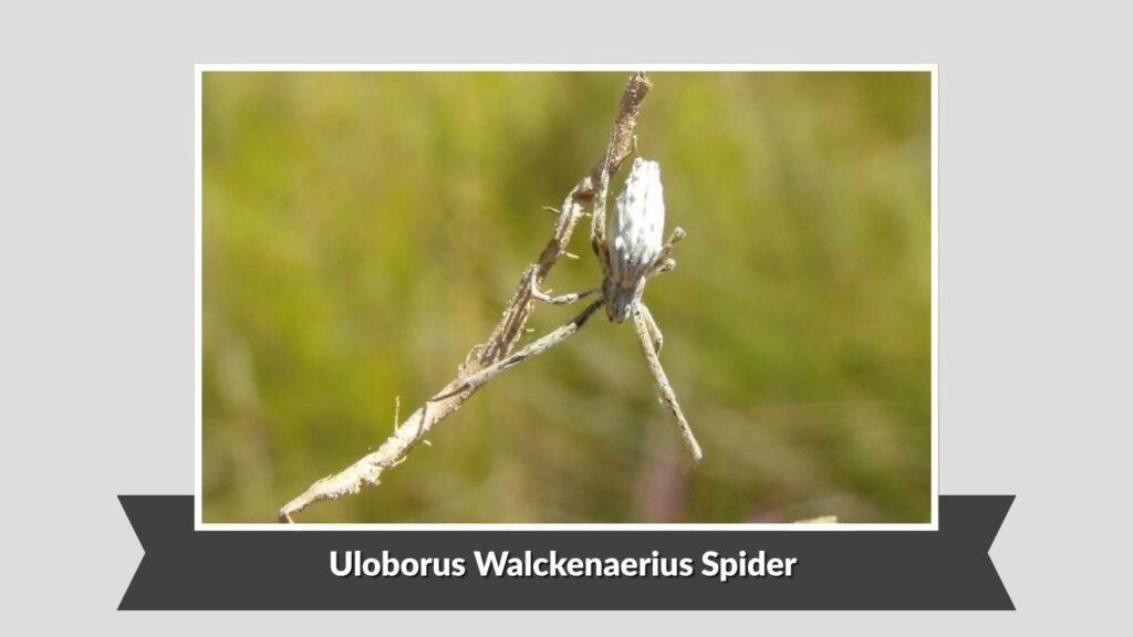 Uloborus Walckenaerius Spider (Uloborus walckenaerius)