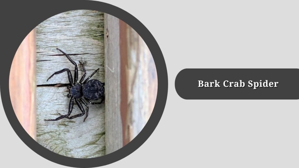 Bark Crab Spider (Bassaniana versicolor)