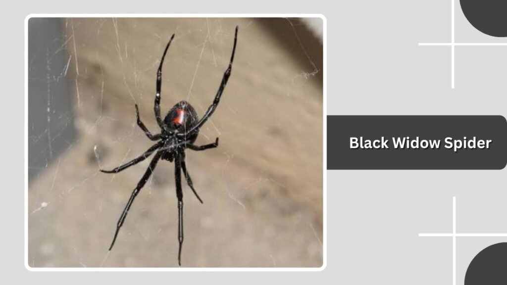 Black Widow Spider