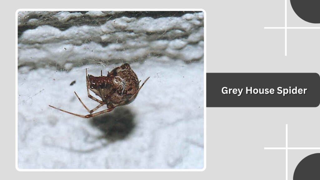 Grey House Spider
